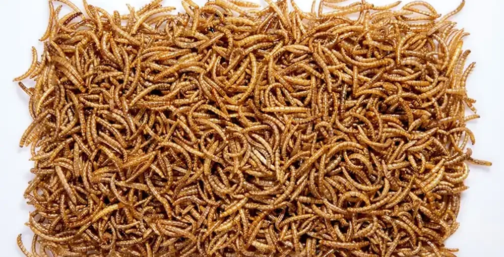 غذای خشک پرندگان مدل کرم میلورم