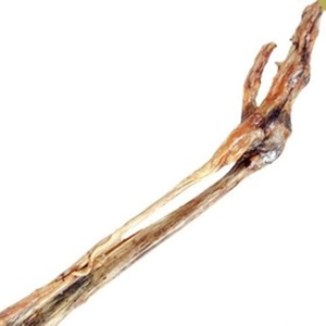 قلم شتر مرغ