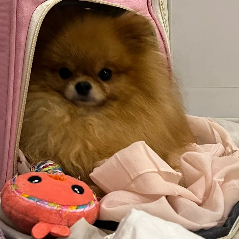 قرعه کشی شی یلدا