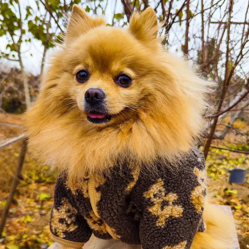 قرعه کشی شی یلدا