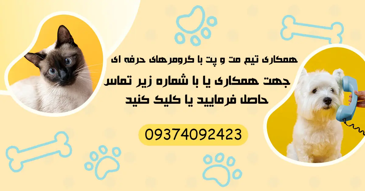 استخدام و دعوت به همکاری با گرومرهای حرفه ای