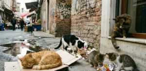 (انتخاب درست بر اساس نیاز)