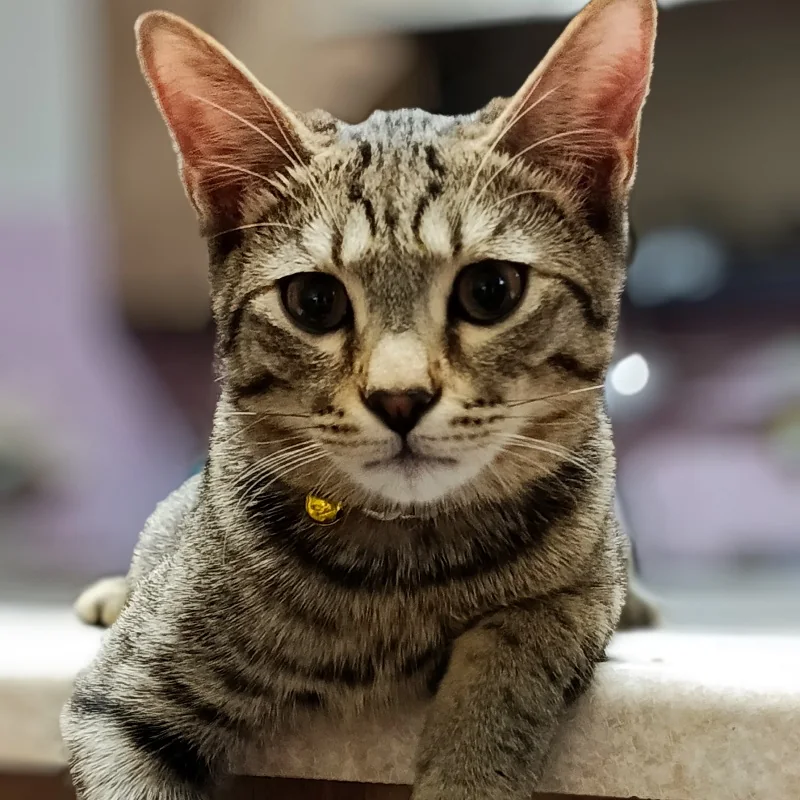 قرعه کشی شی یلدا