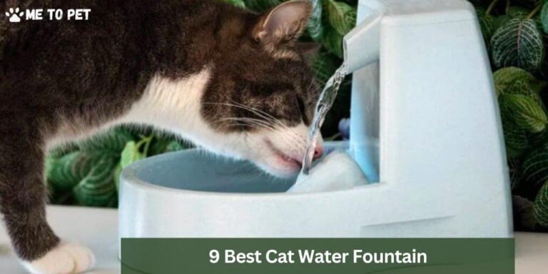 Best Cat Water Fountain Must Buy For Hydrated Cat Me To Pet