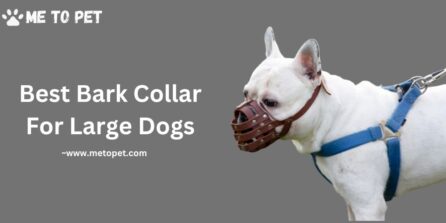 Best Bark Collar for Large Dogs