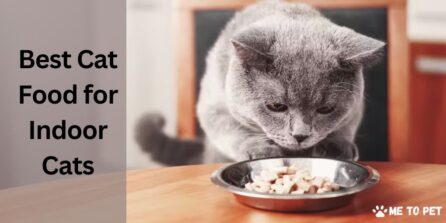Best Cat Food for Indoor Cats
