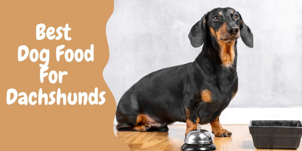 Best Dog Food for Dachshunds