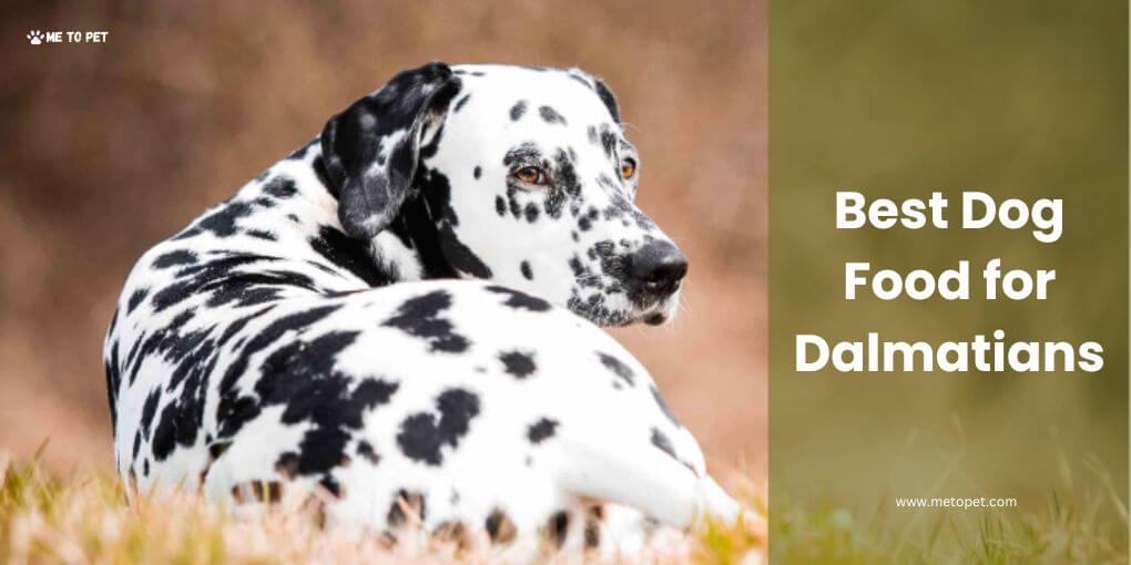 Best Dog Food for Dalmatians