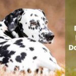Best Dog Food for Dalmatians