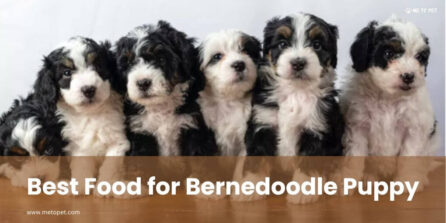 Best Food for Bernedoodle Puppy