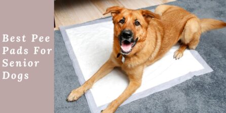 Best Pee Pads for Senior Dogs