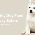 Best Tasting Dog Food For Picky Eaters