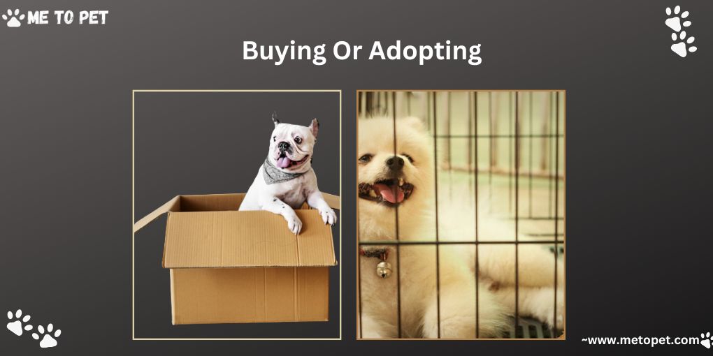 Buying Or Adopting A Chihuahua