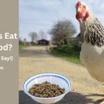 Can Chickens Eat Dry Dog Food