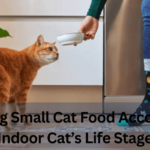 Choosing Small Cat Food According to Indoor Cat’s Life Stage