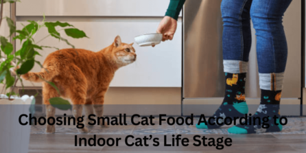 Choosing Small Cat Food According to Indoor Cat’s Life Stage