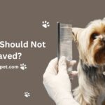 What Dog Breeds Should Not Be Shaved