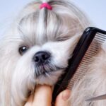 Dogs Grooming Styles Guide