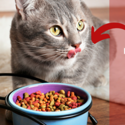Dry Cat Food Debate: Dry vs. Wet Food - Which One is Better?
