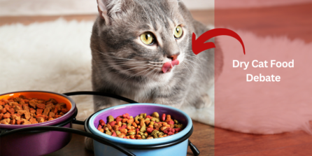 Dry Cat Food Debate