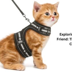 The Benefits of Travel Cat Harnesses: Exploring with Friend