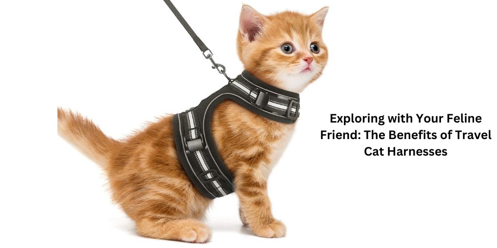The Benefits of Travel Cat Harnesses