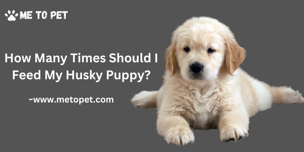 How Many Times Should I Feed My Husky Puppy