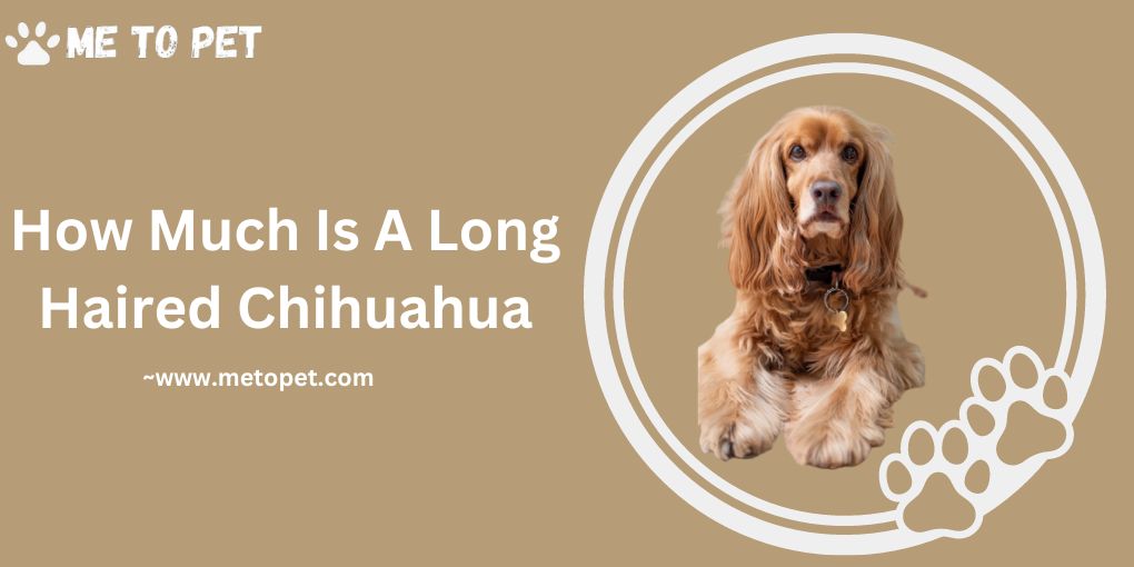How Much Is A Long Haired Chihuahua