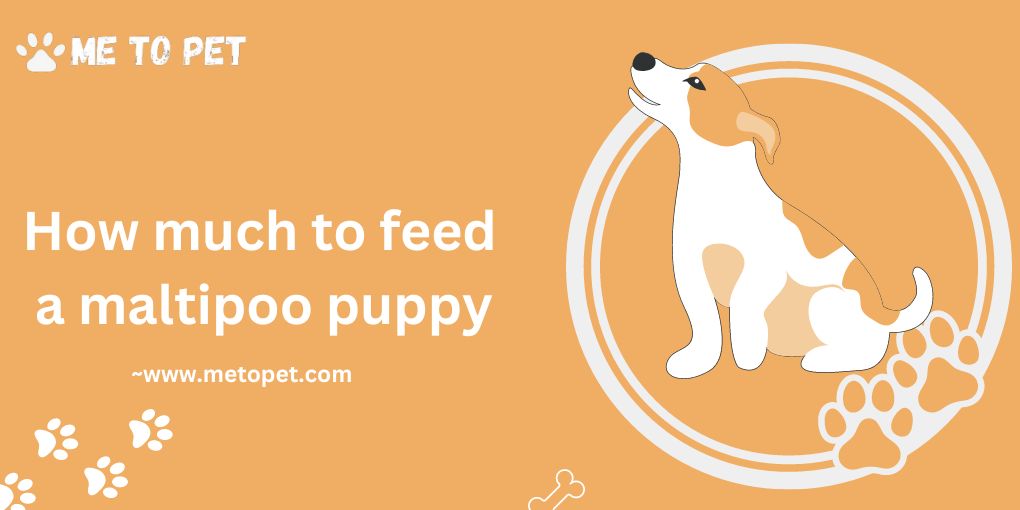 How much to feed a Maltipoo Puppy