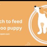 How often should You feed your dog