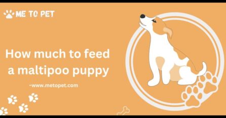 How often should You feed your dog