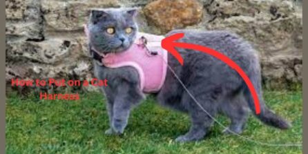 How to Put on a Cat Harness