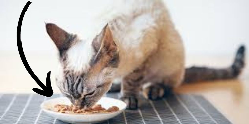Goodies for your kitty: Easy and healthy cat treats recipe