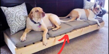 How to make a large dog bed at home with simple materials