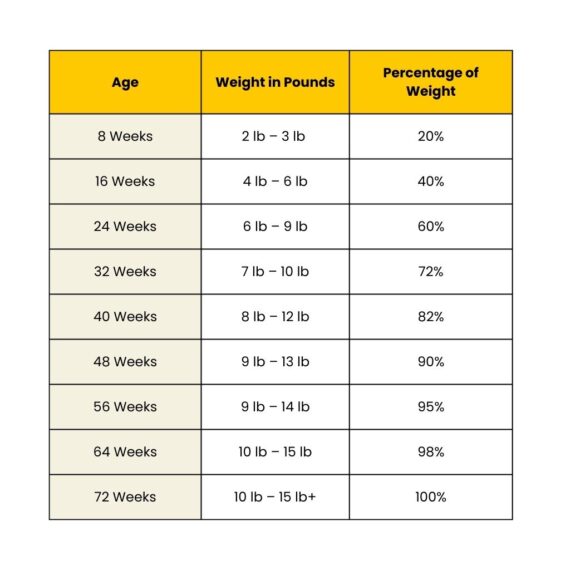 Miniature Poodle Weight Calculator|| Guide for Growth – Me To Pet