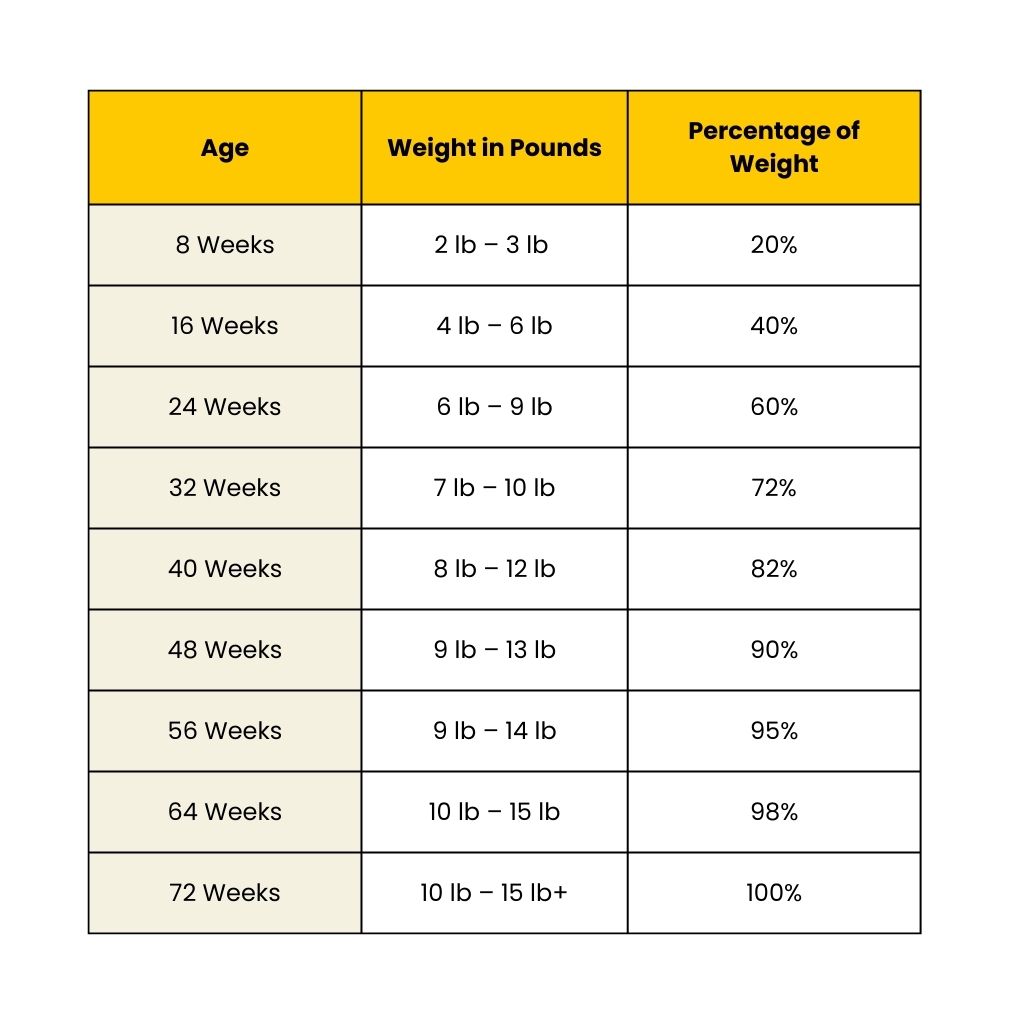 Miniature Poodle Weight Calculator|| Guide for Growth – Me To Pet