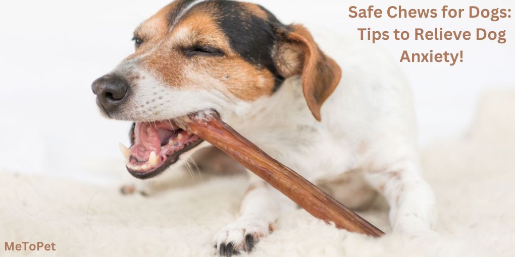 Safe Chews for Dogs Tips to Relieve Dog Anxiety