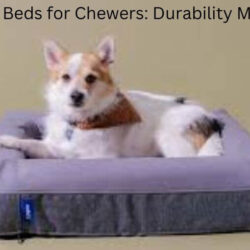 The Best Dog Beds for Chewers: Durability Meets Comfort