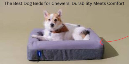 Best Dog Beds for Chewers