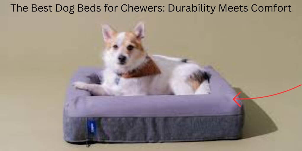 The Best Dog Beds for Chewers Durability Meets Comfort