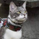 10 Best Cat Harness for Safe and Comfortable Outdoor Adventures