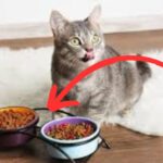 Best Cat Treats for Your Pet's Well-being; Healthy and Tasty Feel