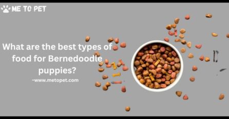 What are the best types of food for Bernedoodle puppies