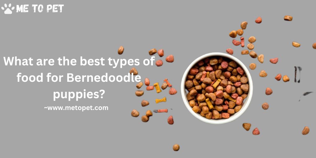 What are the best types of food for Bernedoodle puppies