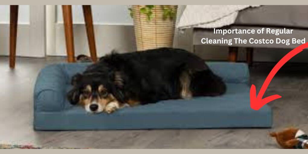 Importance of Regular Cleaning The Costco Dog Bed