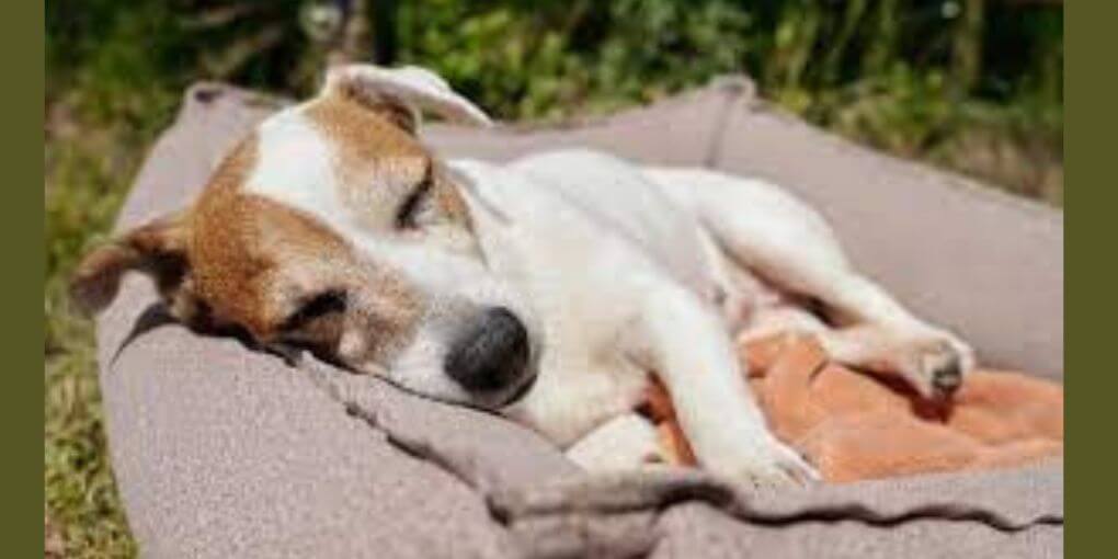 How to Choose An Outdoor Dog Bed for Your Senior Dog's Needs