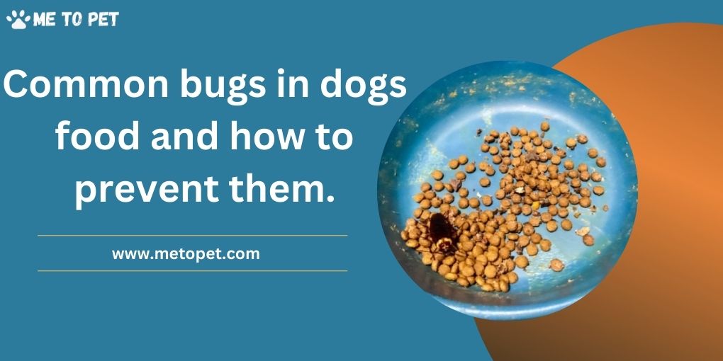 common bugs in dogs food and how to prevent them