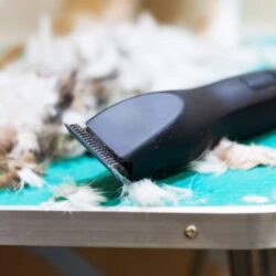 The Pros and Cons of Corded vs Cordless Dog Clippers