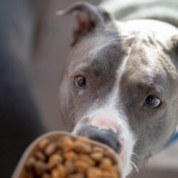 Why a Grain-Free Diet for Pit Bulls is the Best Choice?