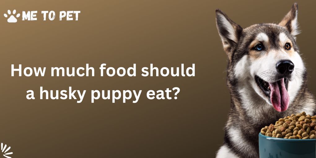 How Much Food Should A Husky Puppy Eat?